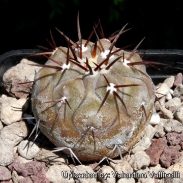 14683 valentino Valentino Vallicelli