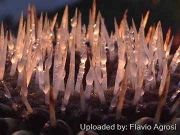 28310 flavio Flavio Agrosi