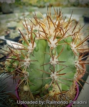 29881 RapCactus Raimondo Paladini