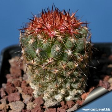 13493 cactus-art Cactus Art