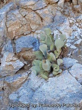 30120 RapCactus Raimondo Paladini