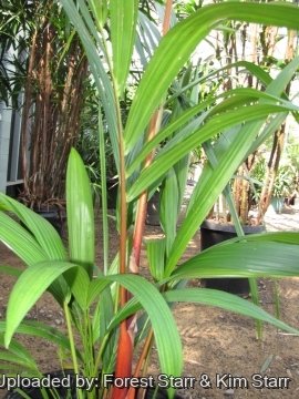 20440 star Forest Starr & Kim Starr