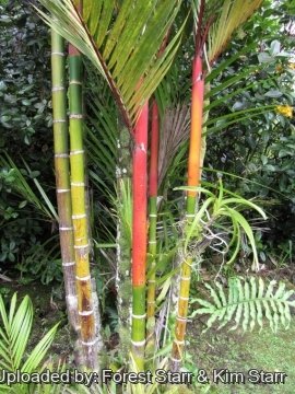 20446 star Forest Starr & Kim Starr