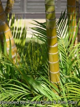 20399 star Forest Starr & Kim Starr