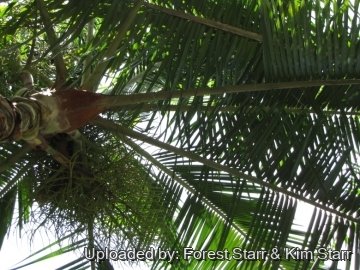 20470 star Forest Starr & Kim Starr