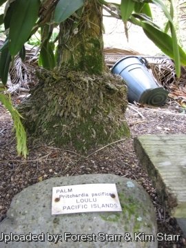 20689 star Forest Starr & Kim Starr