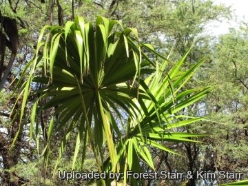 20813 star Forest Starr & Kim Starr