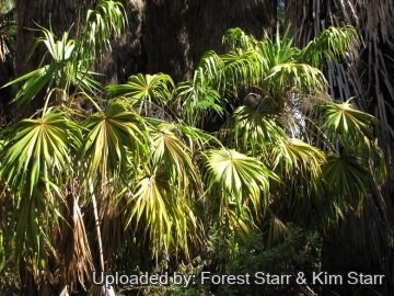 20815 star Forest Starr & Kim Starr