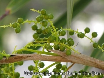 20816 star Forest Starr & Kim Starr