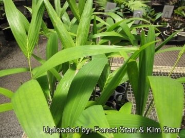 20832 star Forest Starr & Kim Starr