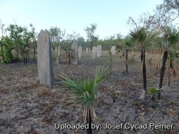 20108 josef Josef Cycad Perner
