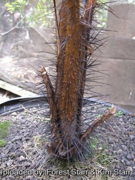 20595 star Forest Starr & Kim Starr