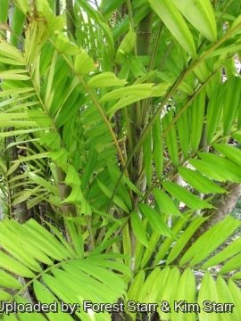 20739 star Forest Starr & Kim Starr