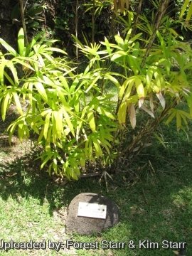 20767 star Forest Starr & Kim Starr