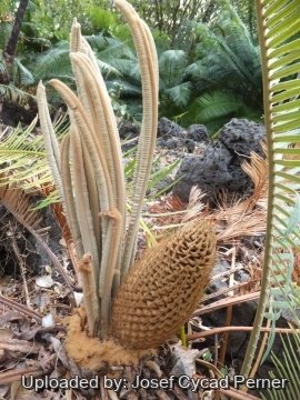 24833 josef Josef Cycad Perner 