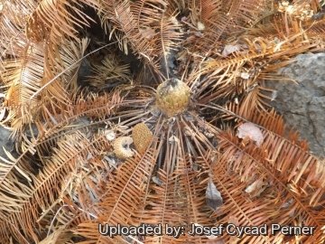 24906 josef Josef Cycad Perner 