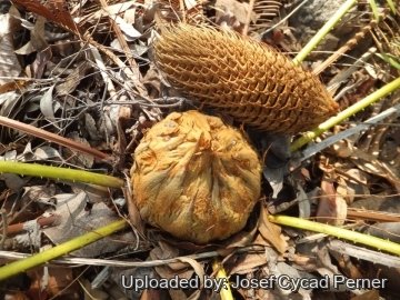 24910 josef Josef Cycad Perner 