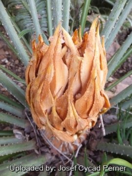 25280 josef Josef Cycad Perner