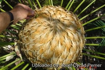 24887 josef Josef Cycad Perner