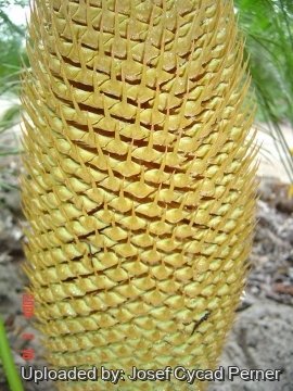 24888 josef Josef Cycad Perner