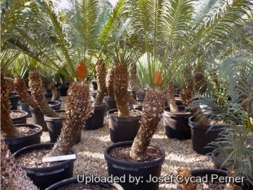 22531 josef Josef Cycad Perner