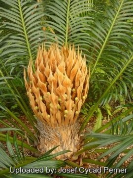 24903 josef Josef Cycad Perner
