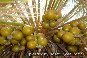 25370 josef Josef Cycad Perner 