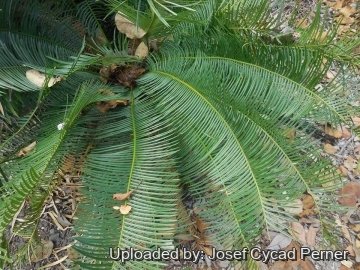 21780 josef Josef Cycad Perner