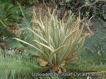 21781 josef Josef Cycad Perner