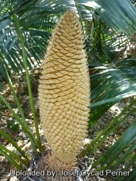 24817 josef Josef Cycad Perner 