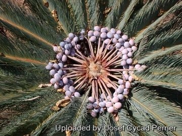25465 josef Josef Cycad Perner 