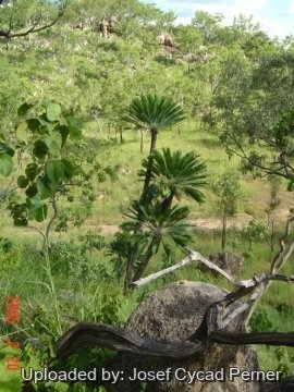 25400 josef Josef Cycad Perner 