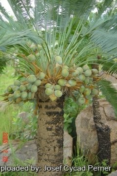 25401 josef Josef Cycad Perner 