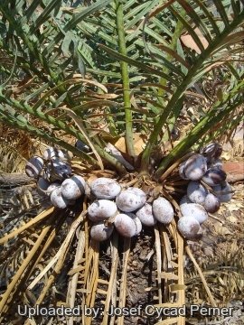 24852 josef Josef Cycad Perner