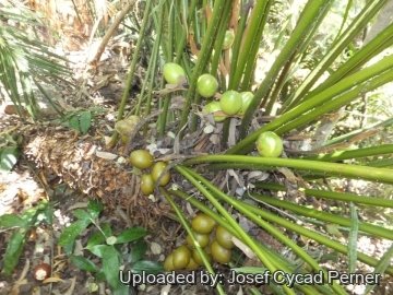 25243 josef Josef Cycad Perner