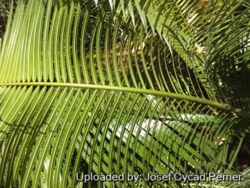 25139 josef Josef Cycad Perner