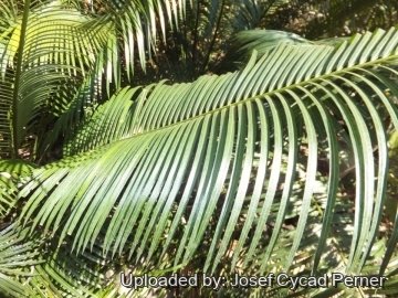 25140 josef Josef Cycad Perner