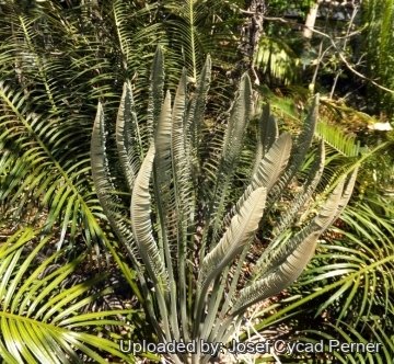 25142 josef Josef Cycad Perner