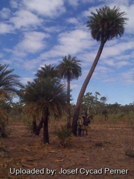25415 josef Josef Cycad Perner