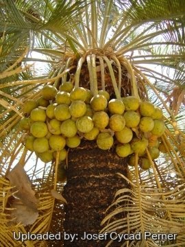 25417 josef Josef Cycad Perner