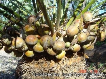 25479 josef Josef Cycad Perner
