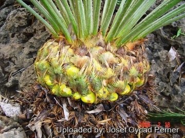 25489 josef Josef Cycad Perner