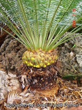 25490 josef Josef Cycad Perner