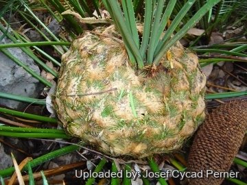25491 josef Josef Cycad Perner