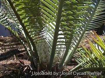 24757 josef Josef Cycad Perner 