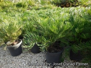 21860 josef Josef Cycad Perner 