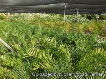 21891 josef Josef Cycad Perner 
