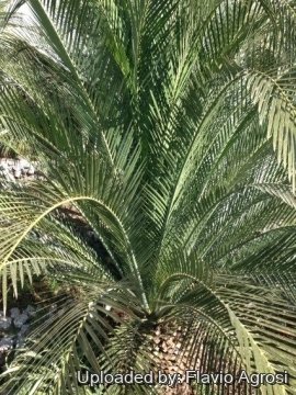 22215 flavio Flavio Agrosi