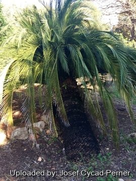28348 josef Josef Cycad Perner
