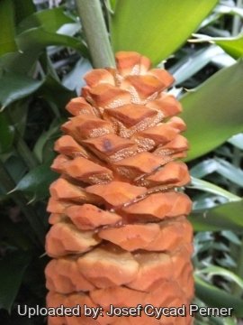 25233 josef Josef Cycad Perner 